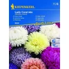 Lady Coral mix őszirózsa vetőmag
