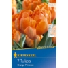 Kép 1/2 - Kiepenkerl Orange Princess tulipán virághagymák