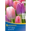 Kép 1/2 - kiepenkerl big pride tulipán virághagymák