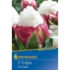 Kép 1/2 - Kiepenkerl Ice Cream tulipán virághagymák