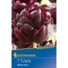 Kép 1/2 - Kiepenkerl Black Hero tulipán virághagymák