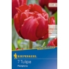 Kép 1/2 - Kiepenkerl  Pamplona tulipán virághagymák