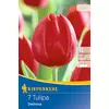 kiepenkerl deshima triumph tulipán virághagymák