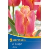 Kép 1/2 - kiepenkerl jimmy triumph tulipán virághagymák