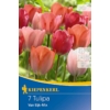Kép 1/2 - kiepenkerl van eijk mix darwin-hibrid tulipán virághagymák
