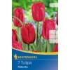 Kép 1/2 - kiepenkerl makarska rojtos tulipán virághagymák