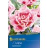 Kép 1/2 - Kiepenkerl Queensland tulipán virághagymák