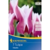 Kép 1/2 - kiepenkerl claudia liliomvirágú tulipán virághagymák