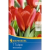 Kép 1/2 - kiepenkerl showwinner kaufmann tulipán virághagymák