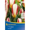 Kép 1/2 - kiepenkerl the first kaufmann tulipán virághagymák