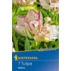Kép 1/2 - Kiepenkerl Belicia tulipán virághagymá