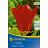 Kép 1/2 - kiepenkerl roter kaiser fosteriana tulipán virághagymák