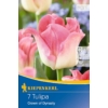 Kép 1/2 - kiepenkerl crown of dynasty korona tulipán virághagymák