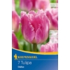 Kép 1/2 - kiepenkerl dallas tulipán virághagymák