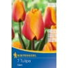 Kép 1/2 - kiepenkerl cash tulipán virághagymák
