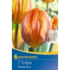 Kép 1/2 - Kiepenkerl Prinses Irene korai tulipán virághagymák