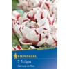 Kép 1/2 - Kiepenkerl Carneval de Nice tulipánhagymák