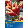 Kép 1/2 - kiepenkerl elegant crown tulipán virághagymák