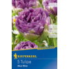 Kép 1/2 - kiepenkerl tulipa blue wow tulipán virághagymák