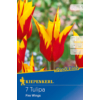 Kép 1/2 - kiepenkerl tulipa fire wings tulipán virághagymák