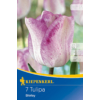 Kép 1/2 - kiepenkerl tulipa shirley kései tulipán virághagymák