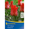 Kép 1/2 - kiepenkerl tulipa rotkappchen tulipán virághagymák