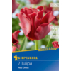 Kép 1/2 - kiepenkerl tulipa red dress tulipán virághagymák