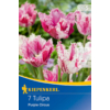 Kép 1/2 - kiepenkerl tulipa purple circus tulipán virághagymák