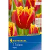 kiepenkerl fabio tulipán virághagymák