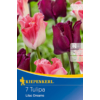 Kép 1/2 - kiepenkerl lilac dreams vegyes korona tulipán hagymák