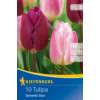 Kép 1/2 - kiepenkerl dynamic duo tulipán virághagymák
