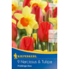 Kép 1/2 - kiepenkerl frühlings duo nárcisz és tulipán virághagymák