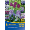 Kép 1/2 - kiepenkerl color symphonie blue harmony virághagyma összeállítás