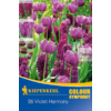 Kép 1/2 - kiepenkerl violet harmony lila virághagyma összeállítás