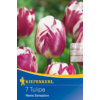 Kép 1/2 - Kiepenkerl Rems Sensation tulipán virághagymák