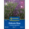 kiepenkerl hidcote blue strain levendula