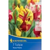 kiepenkerl texas flame papagáj tulipán virághagymák