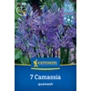 kiepenkerl camassia quamash prérigyertya virághagymák