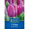 Kiepenkerl purple prince korai tulipán virághagymák