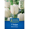 kiepenkerl white dream tulipán virághagymák