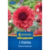 Kiepenkerl Orient Express dekoratív dália gumó