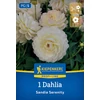Kiepenkerl Sandia Serenity dekoratív dália gumó