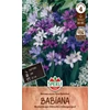 Sperli Kew Hybriden Babiana stricta páviángyökér