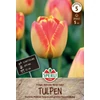 Sperli Banja Luka darwin-hibrid tulipán virághagyma