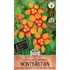 Sperli Emily McKenzie nagyvirágú crocosmia/sáfrányfű virághagyma