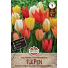 Kaisertulpen fostariana tulipán virághagyma színkeverék