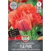 Sperli Gudoshnik Double kései teltvirágú tulipán virághagyma