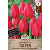 Sperli Parade darwin-hibrid tulipán virághagyma