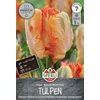 Parrot King kései papagájvirágú tulipán virághagyma