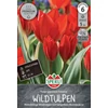 Unicum botanikai tulipán virághagyma